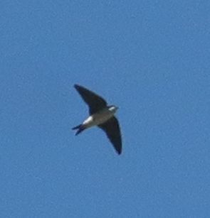 Western House Martin