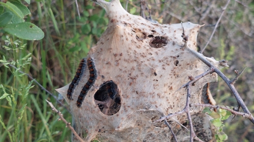 Small Eggar