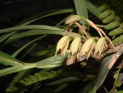 Maxillaria friedrichsthalii