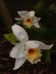 Sobralia chrysostoma