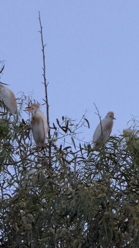 Western Cattle-Egret