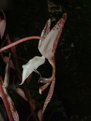 Five-veined Gongora