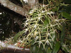 Epidendrum ciliare