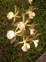 Encyclia alata