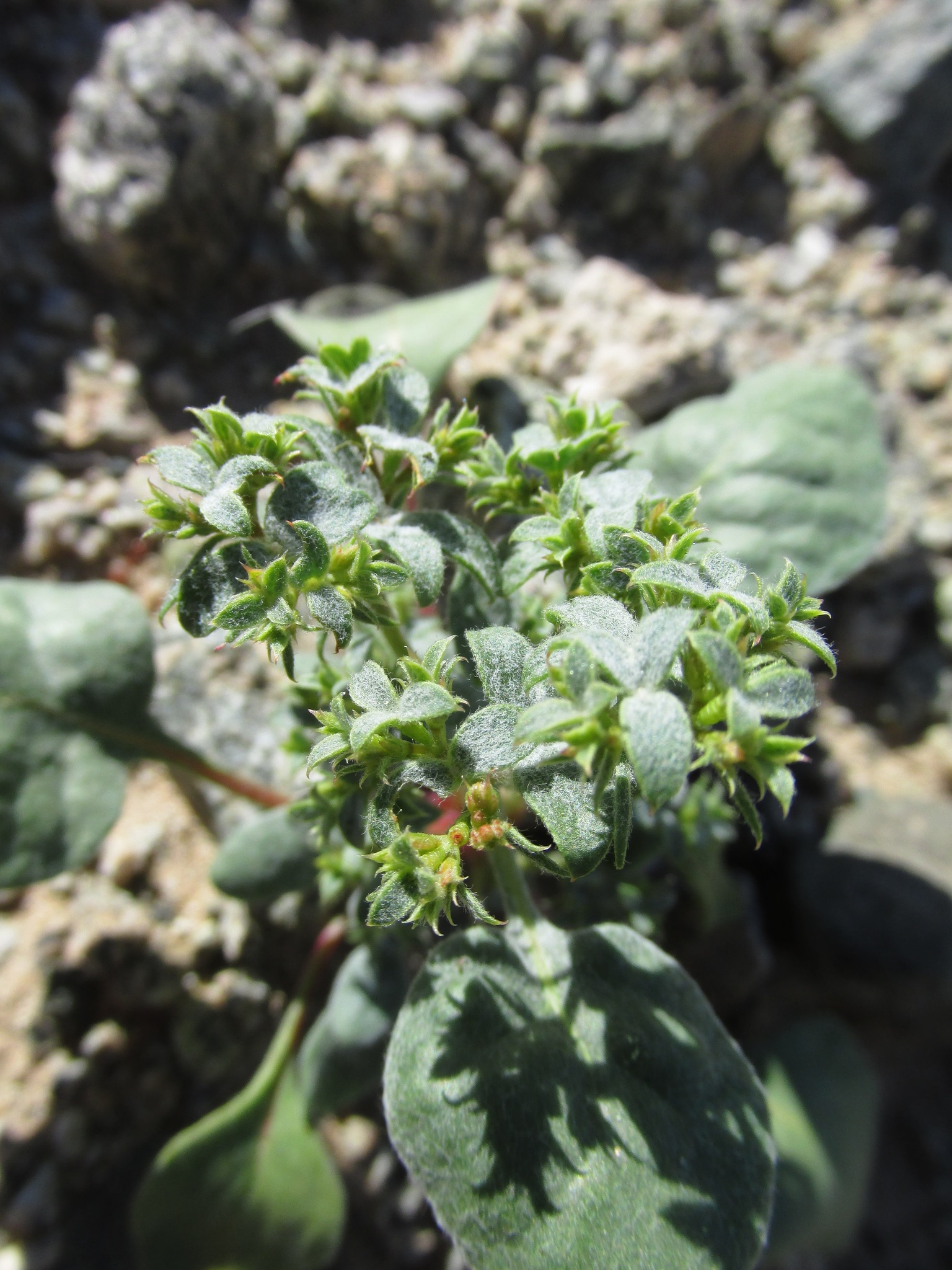 Chorizanthe corrugata