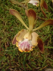 Encyclia alata