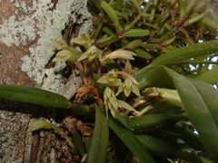 Maxillaria friedrichsthalii