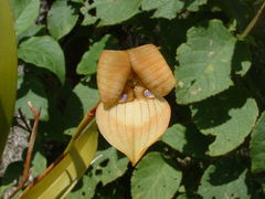 Maxillaria egertoniana
