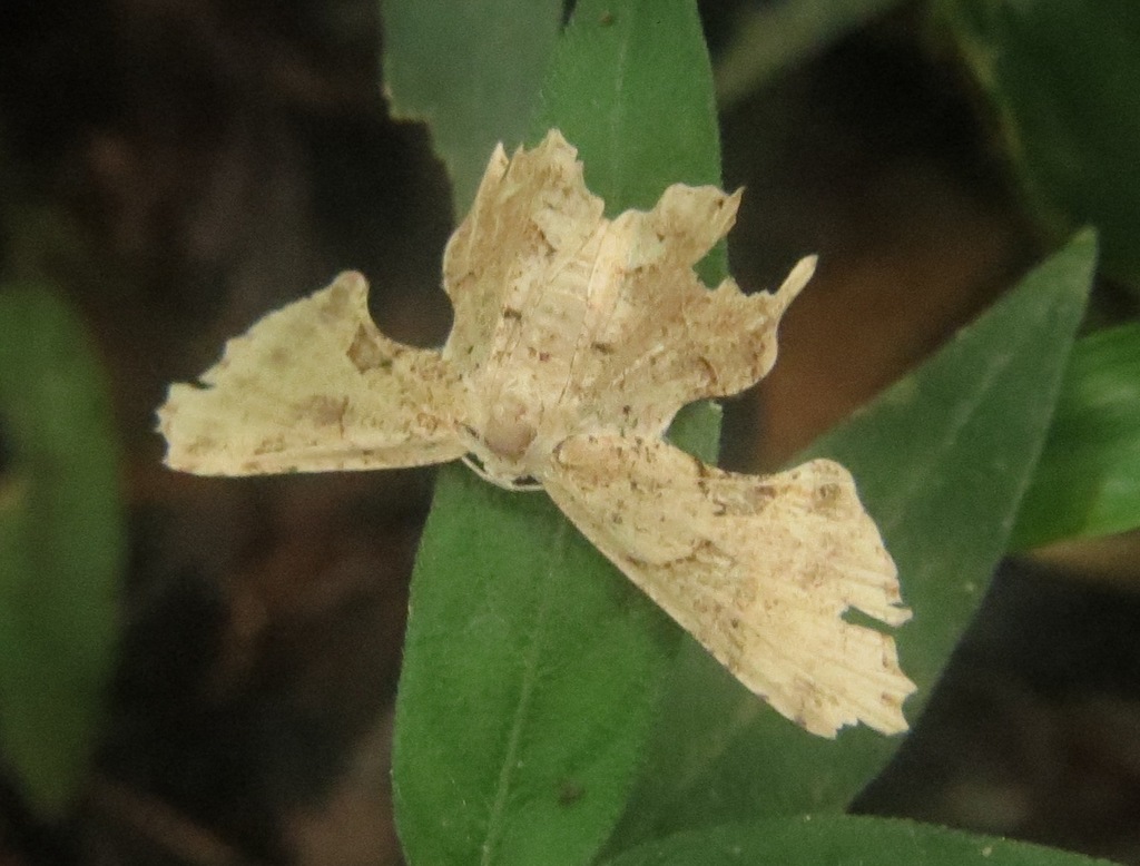 Epiplema acutangularia
