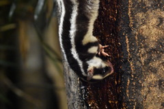 Striped Possum photo 5