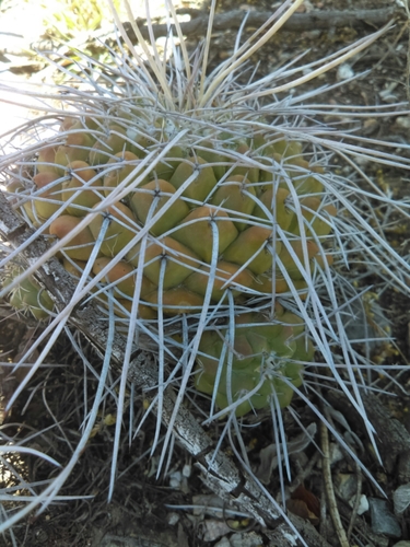 Image of Mammillaria compressa by (c) Jose Antonio Aranda Pineda, some rights reserved (CC BY)