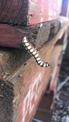 Psaphida thaxterianus