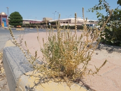 Oligomeris linifolia