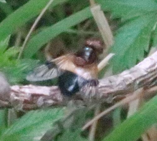 Pellucid Hover Fly