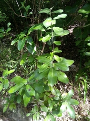 Pittosporum ralphii