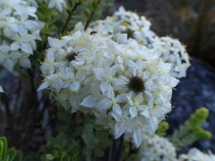 Lachnaea pomposa