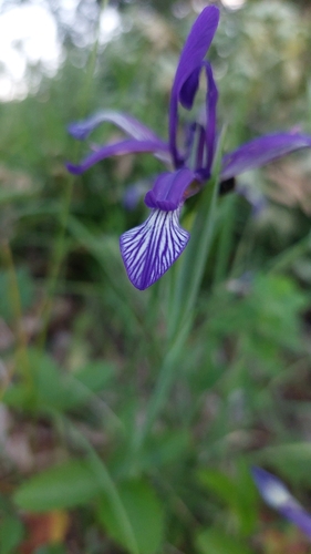 Iris sintenisii
