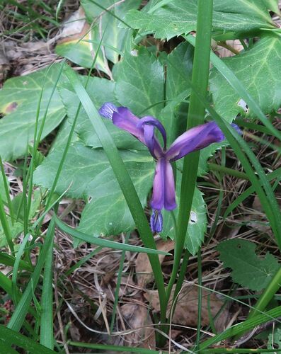 Grass-Leaved Flag