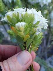 Lachnaea pomposa