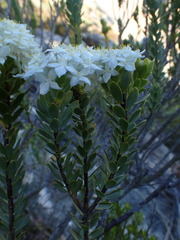 Lachnaea pomposa