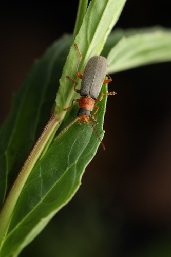 Cantharis lateralis, Bemmel, Nederland, photo 7 of 10