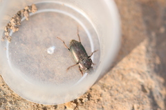 Harpalus honestus
