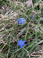 Scilla siberica