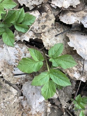 Aegopodium podagraria