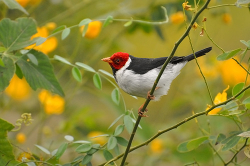 Yellow-billed Cardinal