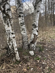 Betula pendula