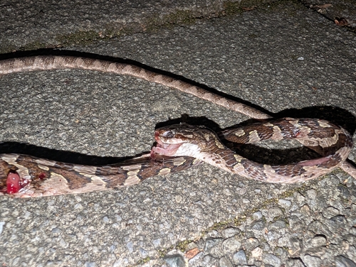 Kelung Cat Snake