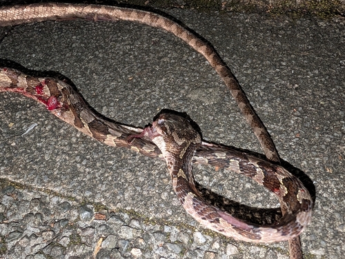 Kelung Cat Snake