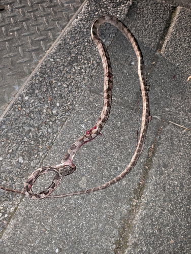 Kelung Cat Snake