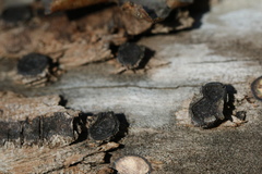 Biscogniauxia marginata