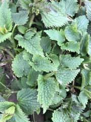 Lamium album