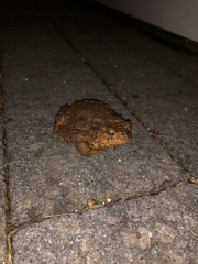 Bufo bufo