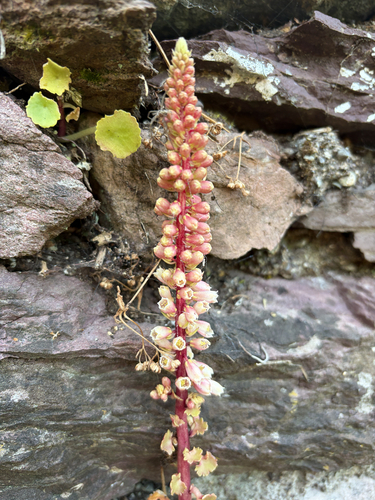 Wall Pennywort