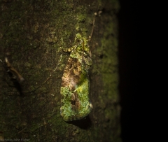 Sorolopha delochlora