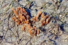 Ciocalypta penicillus