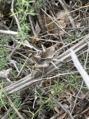 Drymadusa dorsalis