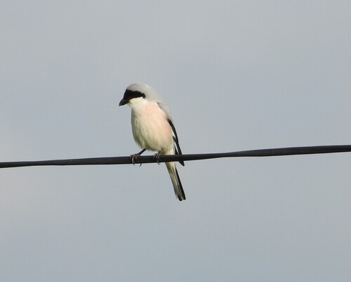 Lesser Grey Shrike