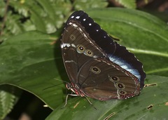 Morpho achilles