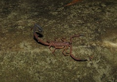 Tityus tenuicauda