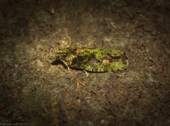 Sorolopha delochlora