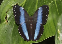 Morpho achilles