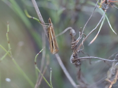 Hednota opulentellus