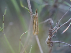 Hednota opulentellus