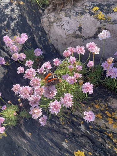 Red Admiral