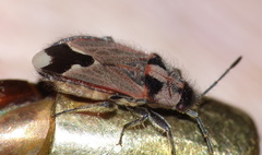 Melanotelus villosulus