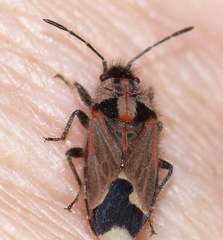Melanotelus villosulus